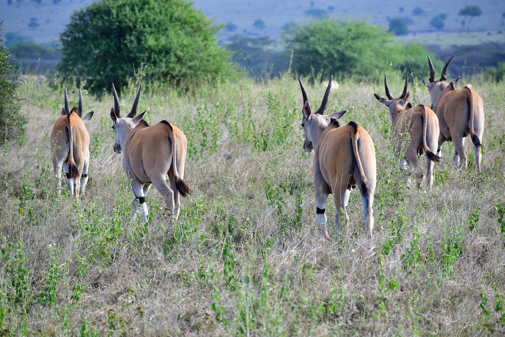 Nairobi National Park